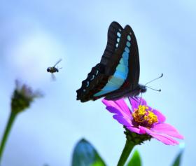 thumbs/butterfly-Common Blue Bottle.jpg.jpg